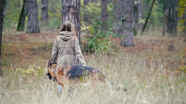 Young woman playing with a shepherd dog in autumn forest - brings a stick