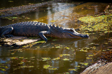 Napping Alligator