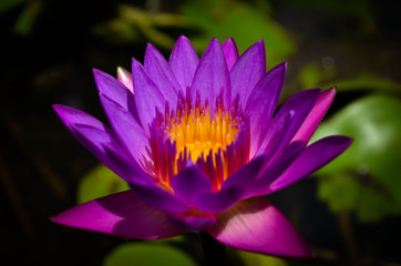 Water lily