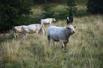 White cows on a meadow