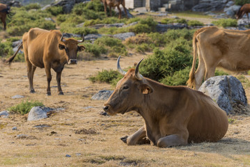Galician beef blonde.