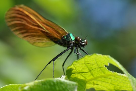 Libelle
