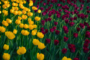 Field Of Nature Tulips In The Park