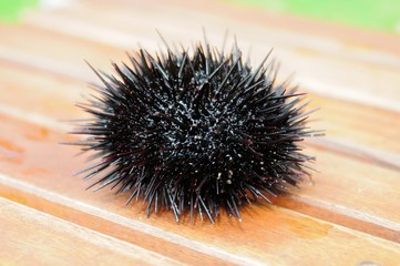 fresh sea urchin on a wooden background