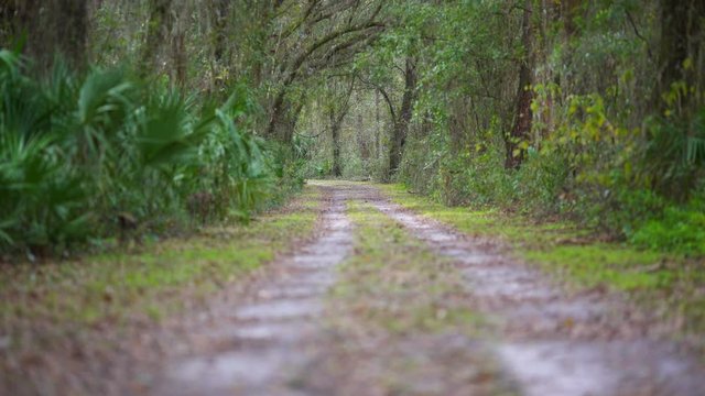 Old Swampy Estate Road, Focus Follow.