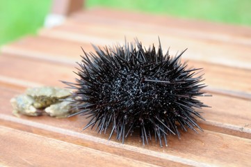 fresh sea urchin on a wooden background