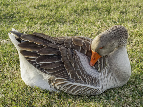 Goose Preening