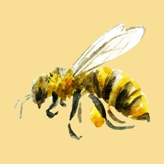 Watercolor hand drawn bee