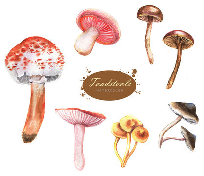 Hand-drawn watercolor illustrations of the different toadstools. Botanical mushrooms drawing isolated on the white background.