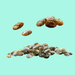 Watercolor hand drawn chia seeds