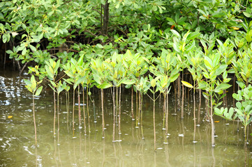 Mangrove forest : Planting trees to the treatment plant.