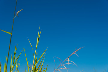 Grass with blue sky background.