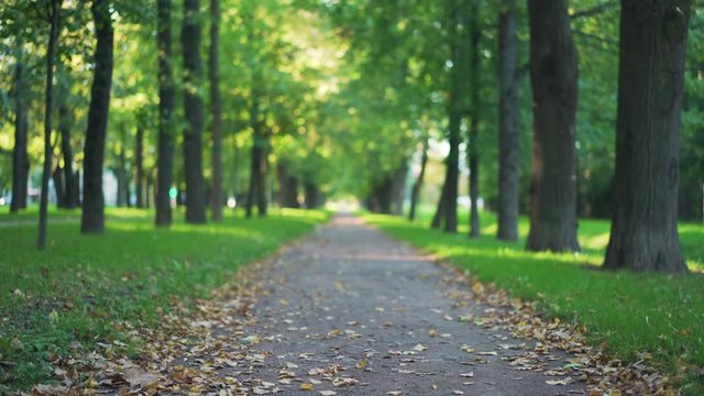 linden alley in town in early autumn with beautiful bokeh