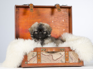 Tibetan spaniel puppy portrait. The puppy is in a suitcase. Image taken in a studio.