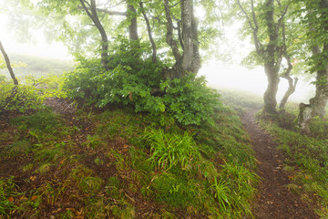 Trail in the woods vanishing in the mist