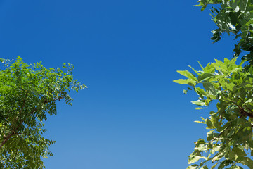 Fototapeta premium Clear blue sky background.