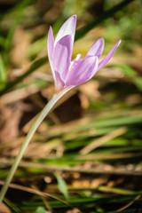 Autumn crocus