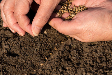 Woman sowing hemp seeds in brown soil