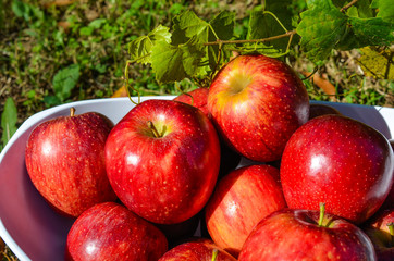 Fresh crisp red autumn apples.  Delicious, healthy and nutritious fruit displayed in outdoor setting. 