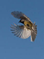 Flying Great Tit (Parus major)