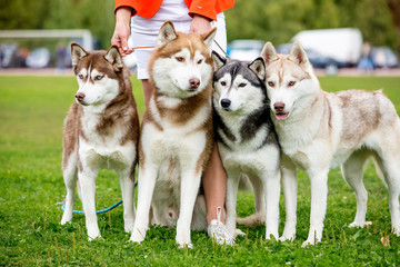 Four dogs close-up. Siberian Husky. The team of sled dogs.