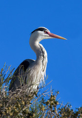 Héron cendré en Camargue - Pont de Gau