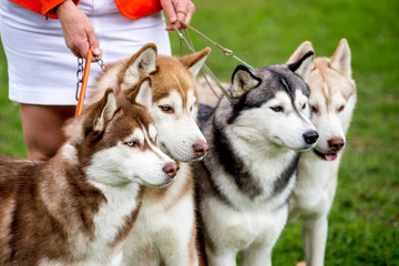 Four dogs close-up. Siberian Husky.