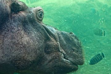 Hippo underwater. Common hippopotamus, or hippo (Hippopotamus amphibius).