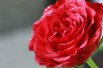 red rose bud closeup