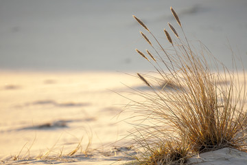 beautiful view of the coastal dunes