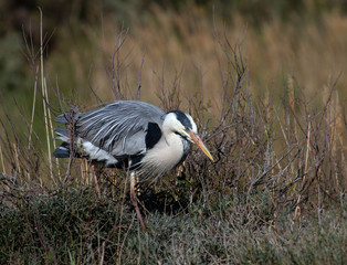 Héron cendré en Camargue - Pont de Gau
