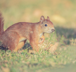 Eichhörnchen (Sciurus vulgaris) Close-up