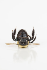 Dead carpenter bee laying on back