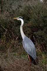 Héron cendré en Camargue - Pont de Gau