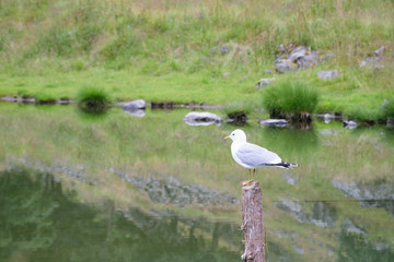 Seagull on a wooden post on the lake