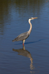 Héron cendré en Camargue - Pont de Gau