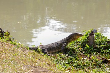 thailand water monitor
