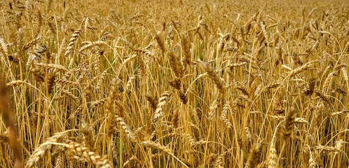 autumn landscape - a golden field of rye