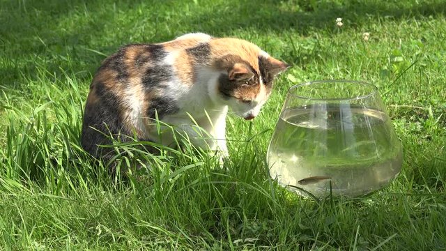 Cat licking wet claws paws sitting near glass aquarium with fishes on grass. Closeup. 4K