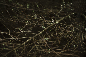 dried twigs and branch wood on dark background, forest