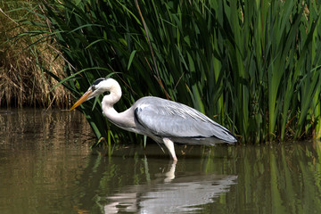 Héron cendré en Camargue - Pont de Gau