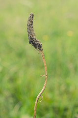 withered plant macro