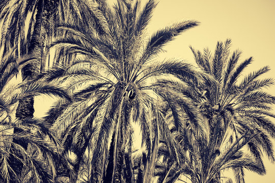 Graceful date palms