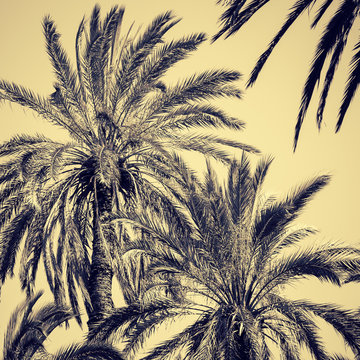 Graceful date palms
