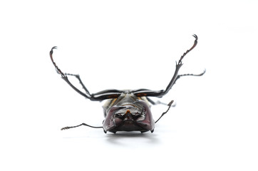 beetle on its back, stag beetle