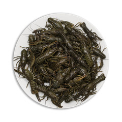 live crayfish on plate isolated, top view
