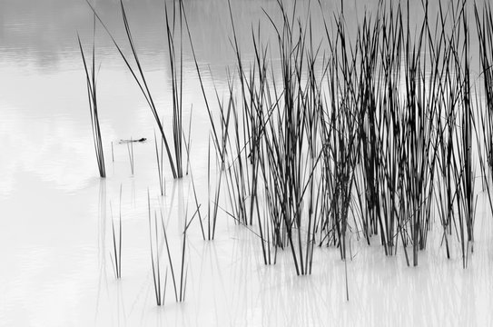 Fototapeta frog in the water, pond, minimalism