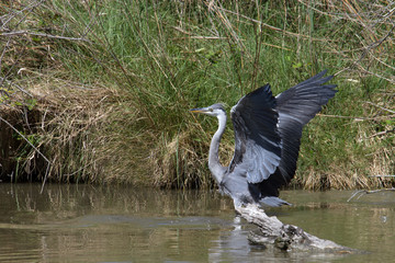 Héron cendré en Camargue - Pont de Gau