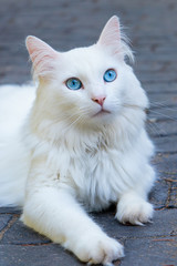 A white cat looking at something pretty interesting