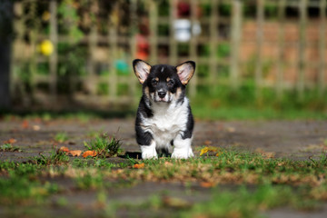 adorable corgi puppy standing outdoors